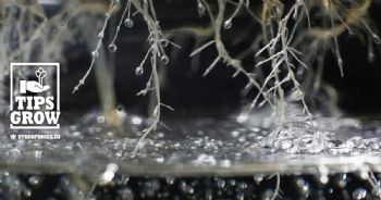 Hydroponic plants: the best plants for hydroponic growing and how to grow them